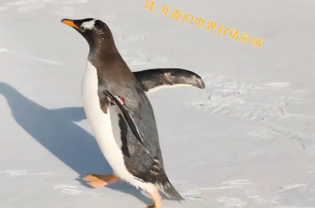 呆萌!人工孵化企鹅第1次看到雪 兴奋撒欢