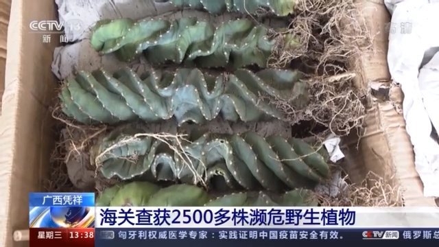 没有进出口出入证 这些濒危野生植物禁止出境！