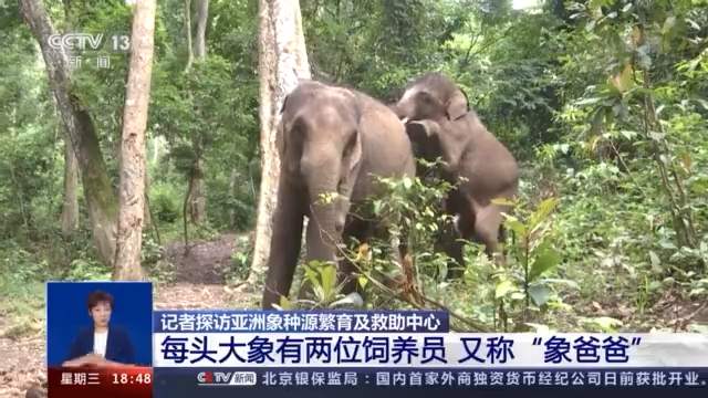 先后救助大象20余次！云南保护大象由来已久