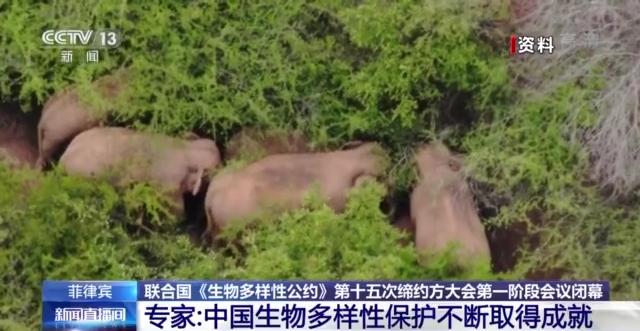 外国专家点赞云南大象“回家之旅”：人象共生的经验学习了！