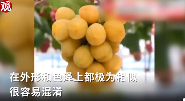 韩国果农偷日本葡萄品种后诡辩