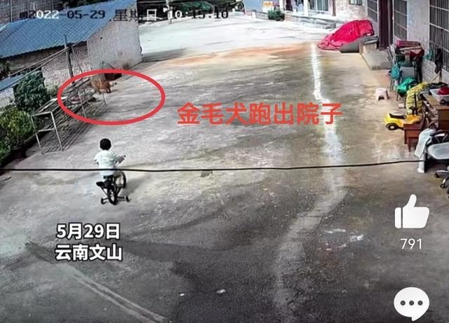 2岁男童与狗院内走失 8天后狗回家 家属悬赏10万寻人