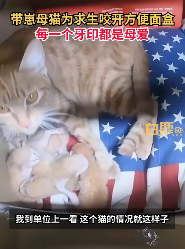 为母则刚！母猫被封公司独自产崽 20多天靠啃方便面求生