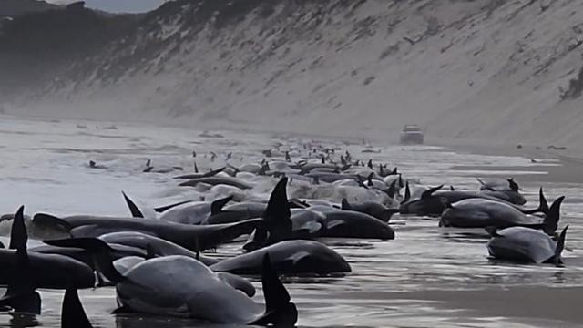 约230头鲸鱼在澳大利亚搁浅