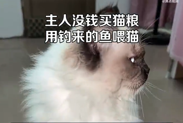 主人用钓到的淡水生鱼喂猫遭质疑：有寄生虫吃了会生病