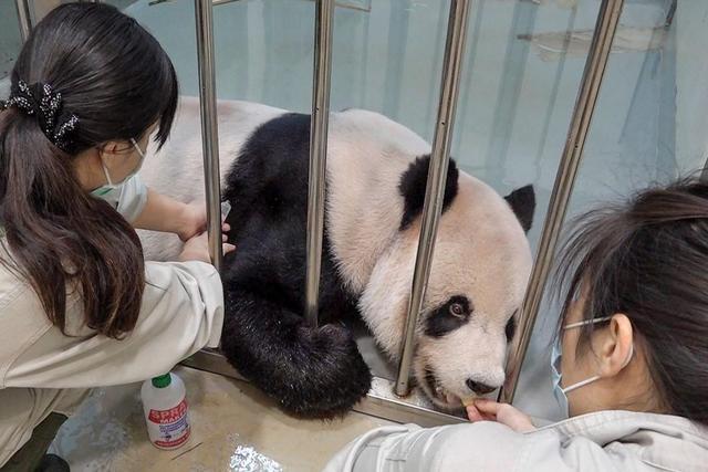 大熊猫“团团”疑似罹患恶性脑瘤，国台办：选派专家赴台治疗