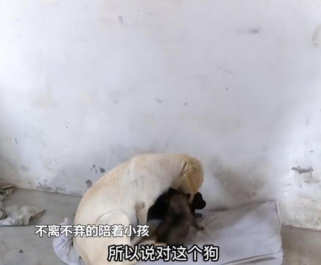 合肥一3岁男童走失忠犬一路跟随保护