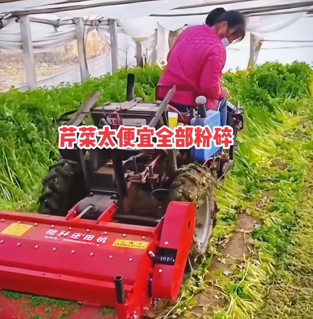 万吨蔬菜滞销 客户来不了供应链断裂 呼唤供销社出手