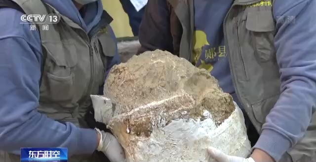 “郧县人”3号头骨化石提取出土