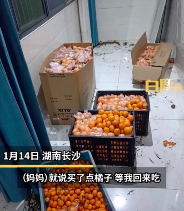 感动！妈妈买900斤橘子等女儿回家过年，包了一个果园吃不完还可以分发