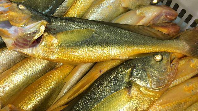 浙江是吃黄鱼的老手地区多于清蒸,广东人做法多样煎蒸煮皆有,鱼郎是