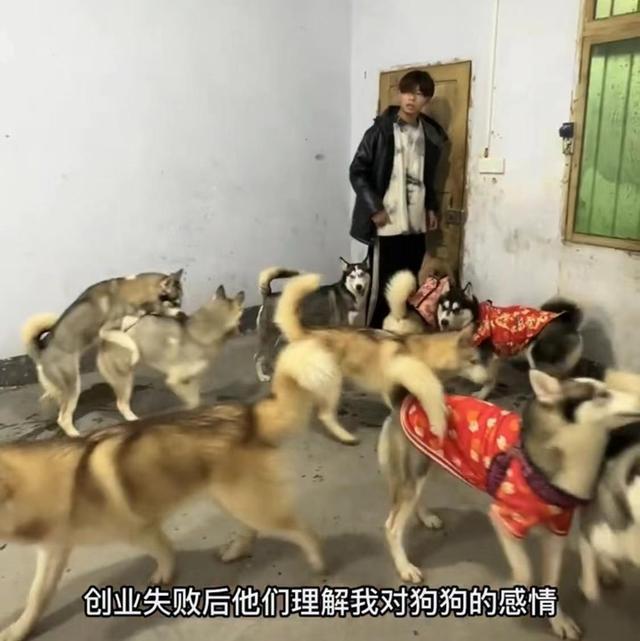 女子打包17只哈士奇回老家过年 网友：趁着天冷，带到东北让它们打工吧