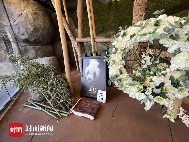 旅美大熊猫去世中美将联合调查死因 爱吃苹果喜欢嬉戏的她没了