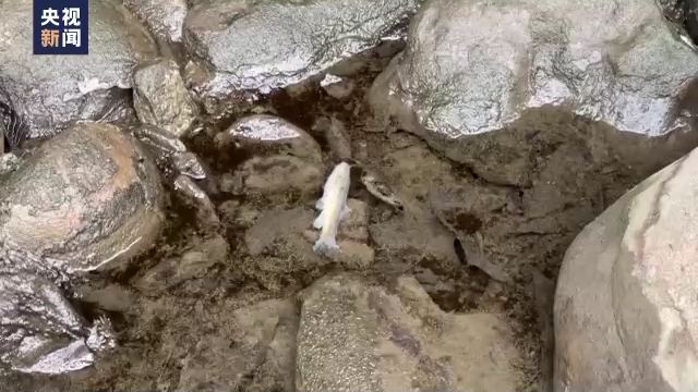 毒云漫天、民众撤离、动物中毒！专家建议短期别喝产地俄亥俄的牛奶