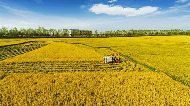 去年农民人均可支配收入20133元 迈上2万台阶，去年中国粮食总产量创新高