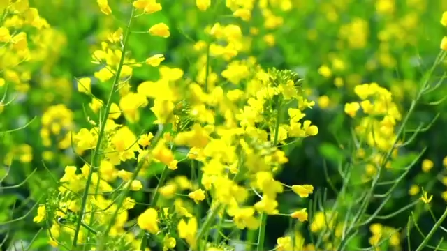 既有实力又有颜值 与油菜花共赴“春天”