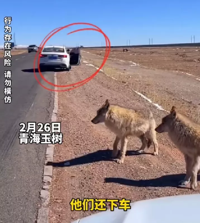 自驾误把狼当狗下车拍照，后车大喊：你这是对狼的不尊重 快点坐上车