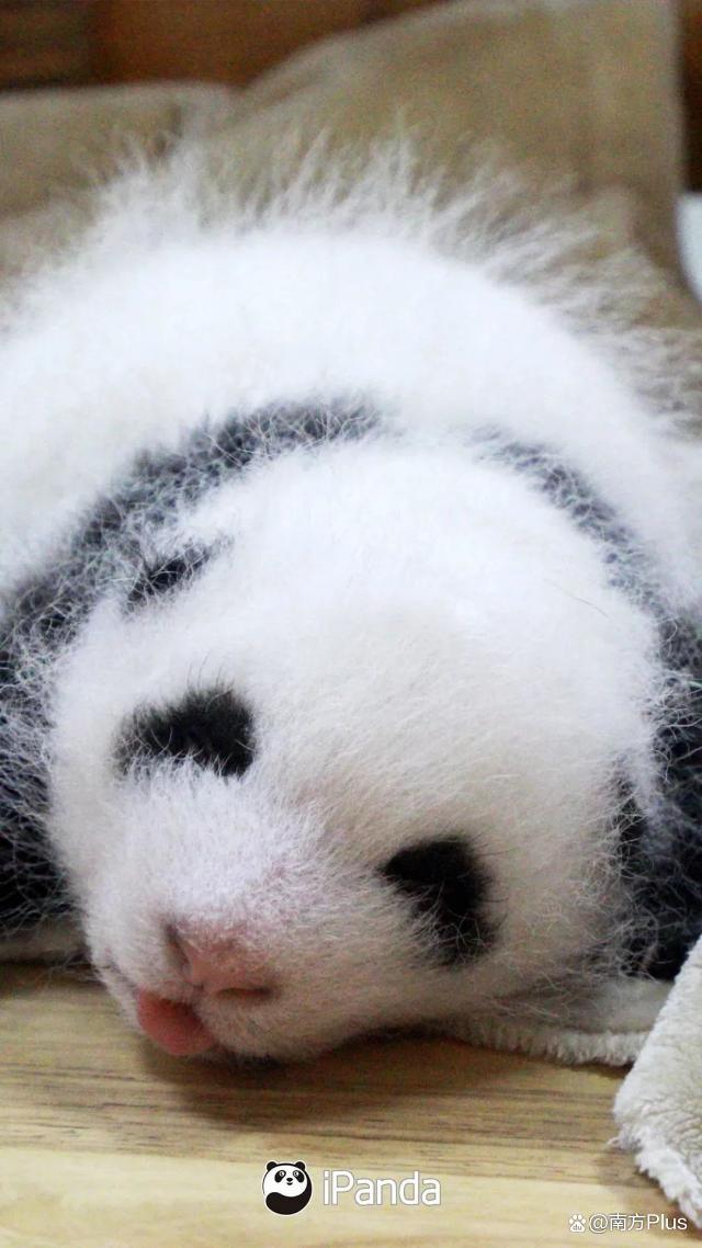 大熊猫和花和叶已被认养 “果赖”也是财阀千金跟公主啊