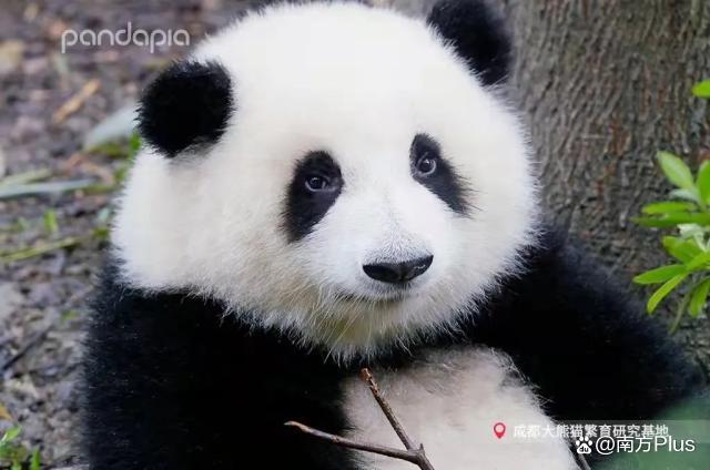 大熊猫和花和叶已被认养 “果赖”也是财阀千金跟公主啊