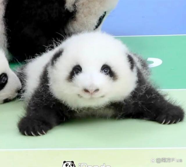 大熊猫和花和叶已被认养 “果赖”也是财阀千金跟公主啊