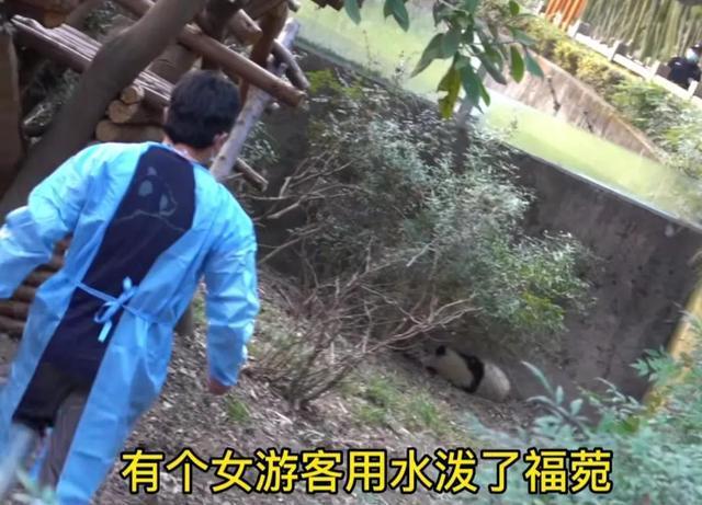 大熊猫福菀遭游客泼水躲起来 网友：想泼回去我是说真的