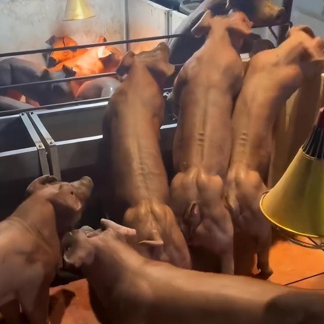 云南“健身猪”走红一头最高卖8万 食用口感不太好