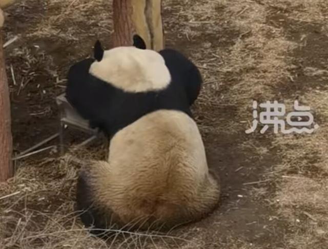 大熊猫着急“下班”狂敲门的样子是我了！好像看到这只熊的背肌了