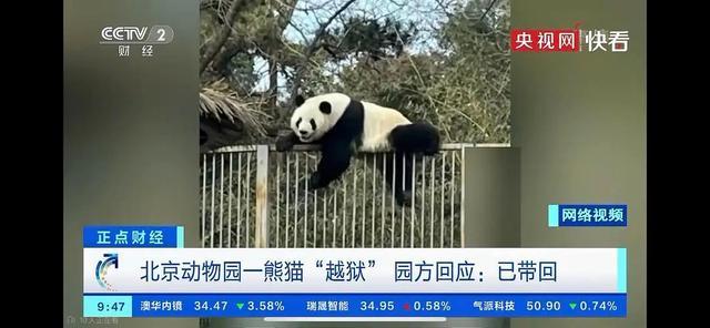熊猫花花是笨蛋美人吧，还有独一无二无的等边三角形身材