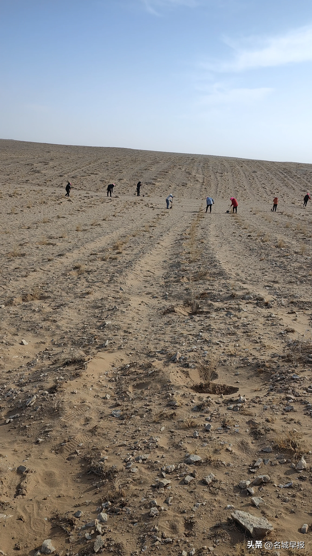 女子沙漠种树16年 称种不活就一直种