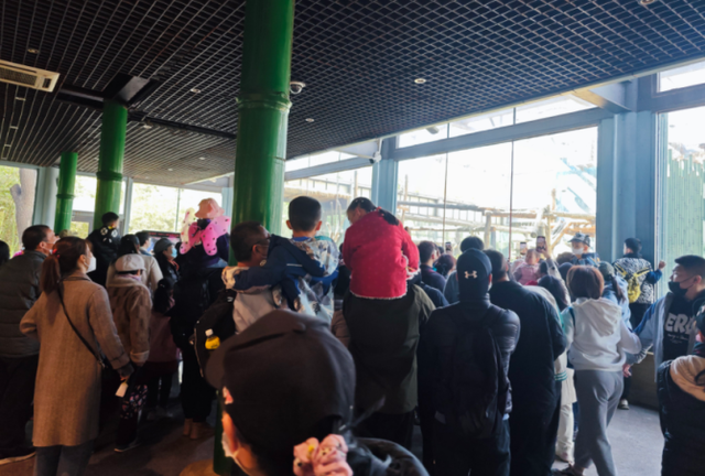 丫丫掀起国宝热 盘点那些在国外“出差”的大熊猫