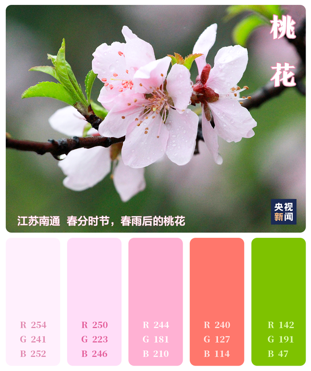 色卡里的春天 桃花红杏花白丁香紫油菜花黄绝美盛开