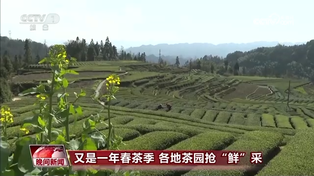 又是一年春茶季 各地茶园抢“鲜”采