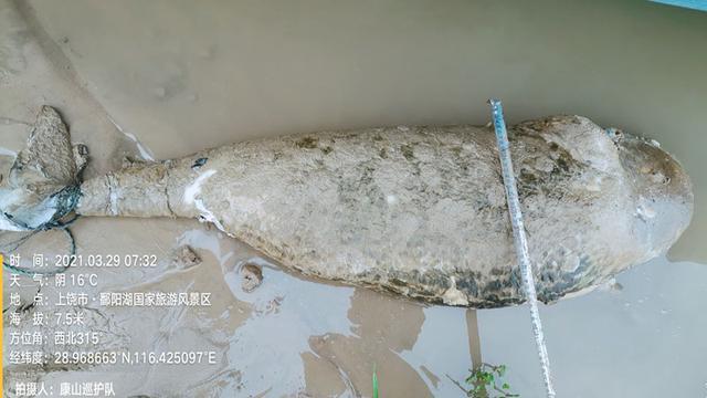 鄱阳湖现死亡江豚 官方回应：内脏腐烂死因难确定