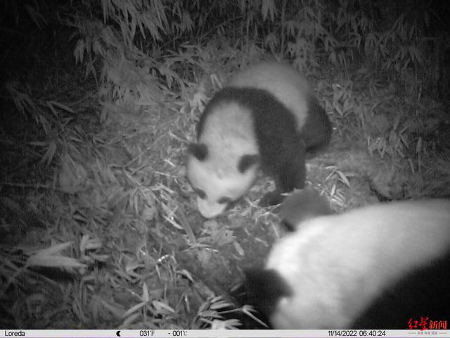 都江堰龙池相机记录野生大熊猫妈妈带宝宝刨雪找水源