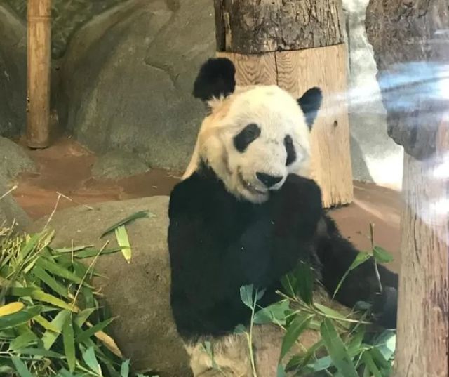 旅美大熊貓丫丫正式移交中方動物園為丫丫特製了冰蛋糕送行網友與丫丫