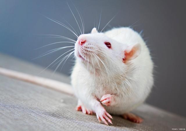 美生物实验室曾有小白鼠逃脱，已感染了致命病毒