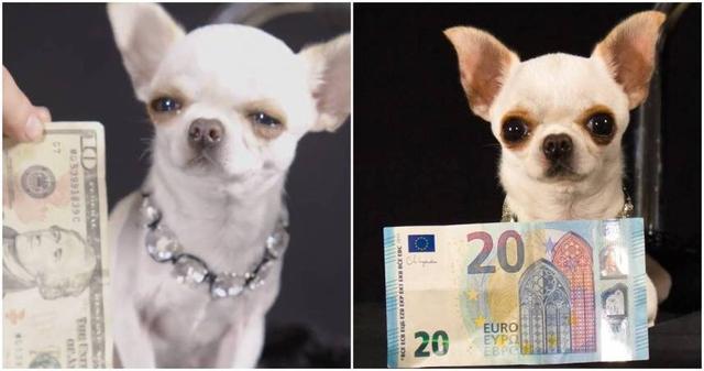 世界上最矮的狗 和“1美元钞票”差不多高 体重只有1斤！太震惊了！