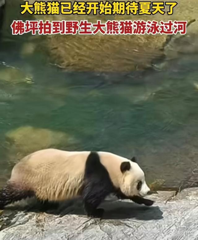 网友拍到野生大熊猫游泳过河 摇摇晃晃模样憨态可掬