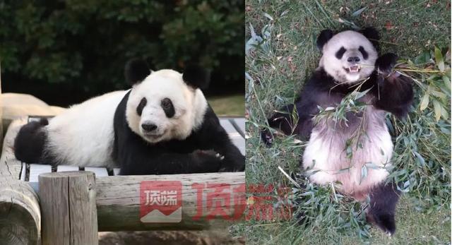 旅美大熊猫“乐乐”死因报告发布：主要死亡可能是心脏病变