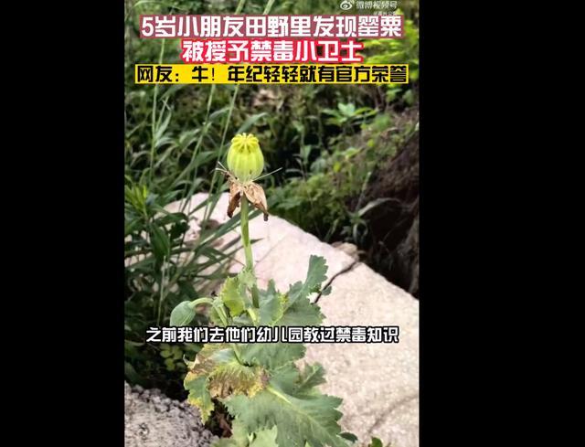 女孩认出罂粟花报警铲除 民警为小朋友颁发了“禁毒小卫士”荣誉证书