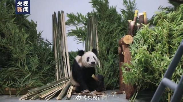 丫丫回到北京动物园 暂不对外展出 官微定期发布动态