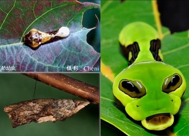 "长大之后,凤尾部位特别宽,就叫宽尾凤蝶.