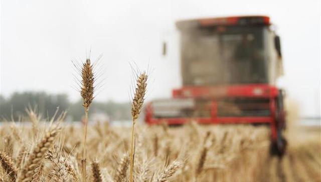 已收获小麦4410万亩！河南麦收进程已过半