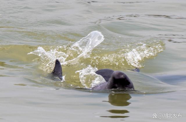 宜昌江面出现“水晶江豚”，其实是江豚戏水时拍出的浪花