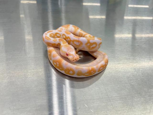 男子用棉袜装6条活体蛇入境被查均为濒危物种球蟒