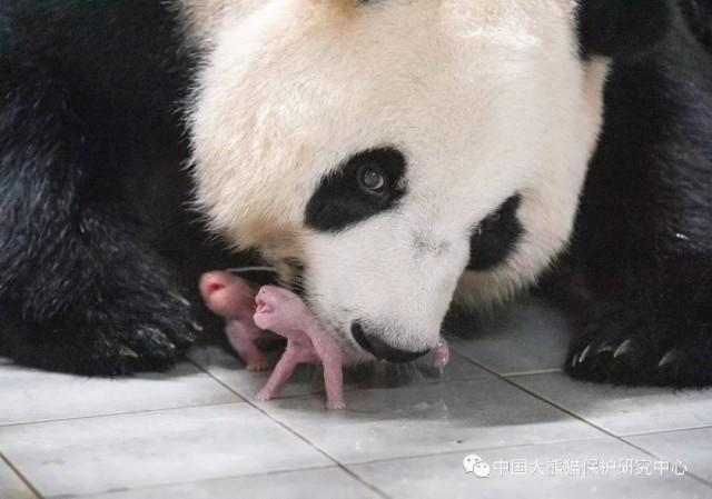 恭喜恭喜！福宝当姐姐啦!大熊猫爱宝产下一对双胞胎好可爱！