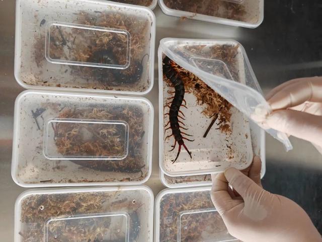北京海关查获10只蜈蚣 也是北京口岸首次截获此类外来物种 海关立即依法对其作暂扣处理