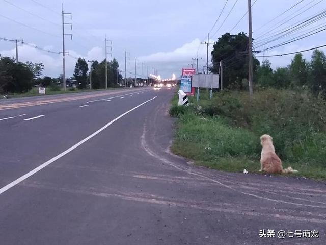 泰国现忠犬八公！小狗走丢4年在原地苦等主人，再偶遇却不跟主人走了