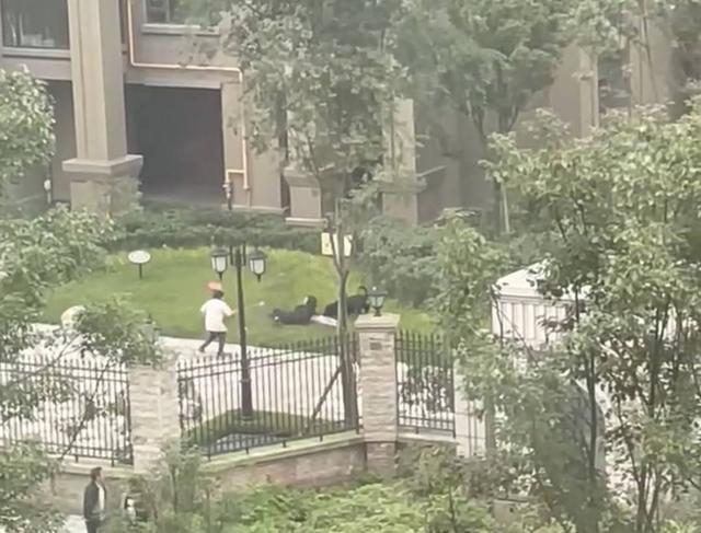 恶犬小区内撕咬女童 街道办：暂无生命危险，正在处置当中