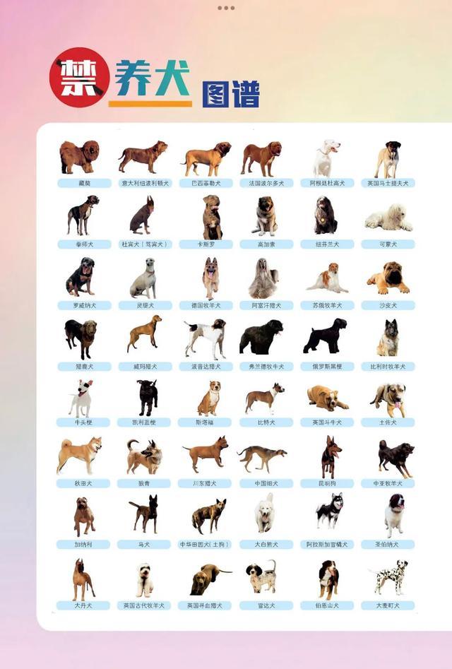 辽宁省禁养犬种名单：烈性犬39种，大型犬9种！